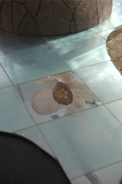 Photo of a flower's reflection in a mirror