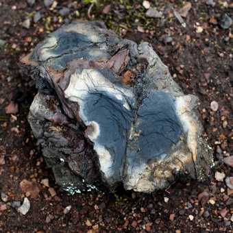 Shale from Broxburn 2008 TP17