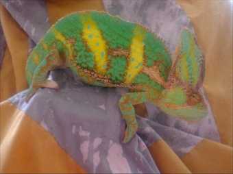 a chameleon sits on a draped piece of cloth