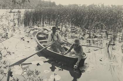 Peter Henry Emerson, Gathering Water-Lilies, 1886