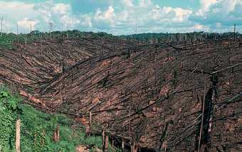 Photograph showing deforestation of the Amazon rainforest in Brazil