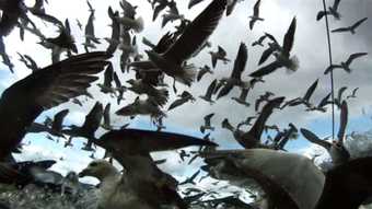 Lucien Castaing-Taylor and Véréna Paravel film still from Leviathan showing many birds flying in the sky