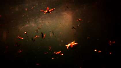 Lucien Castaing-Taylor and Véréna Paravel film still Leviathan 2012 showing orange star fish in the deep dark sea