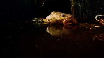 Lucien Castaing-Taylor and Véréna Paravel film still Leviathan 2012 showing frog on dark water