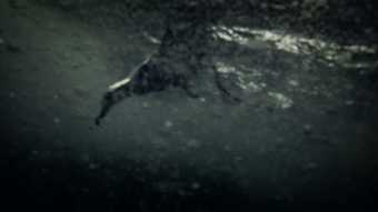 Lucien Castaing-Taylor and Véréna Paravel film still Leviathan 2012 showing a seagull plunged into the dark waters