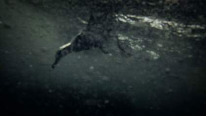 Lucien Castaing-Taylor and Véréna Paravel film still Leviathan 2012 showing a seagull plunged into the dark waters