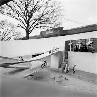 Eileen Agar Photograph of Lubetkin’s Penguin Pool at London Zoo [1940s–1950s]