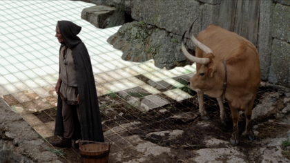 a bull looking at an old man from the back