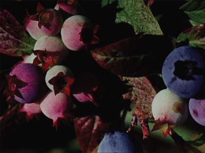 Phill Niblock Cross Country (Environments II) 1970, film still. Courtesy the artist