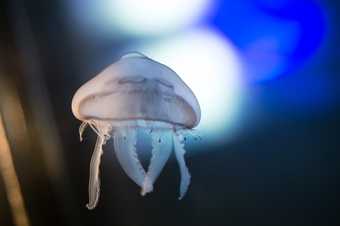 image of a jelly fish