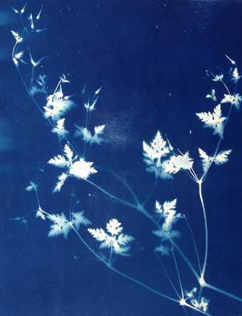 Cyanotype photography workshop at Tate St Ives