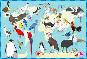 Illustration of birds by Vicky Woodgate