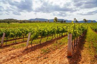 Photography showing a sweeping vineyard in Australia