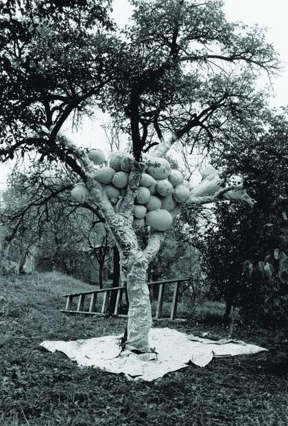 A black-and-white image of a tree, its trunk surrounded by a white sheet of material with 'balloon sculptures' in its branches