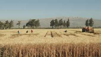 Jumana Manna Wild Relatives 2018, film still. Courtesy the artist