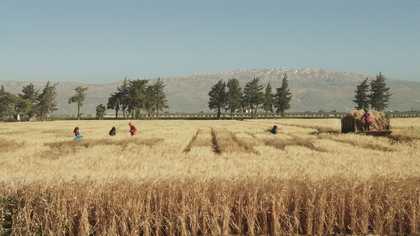 Jumana Manna Wild Relatives 2018, film still. Courtesy the artist