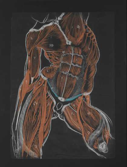 William Orpen Anatomical Study, Male Torso 1906