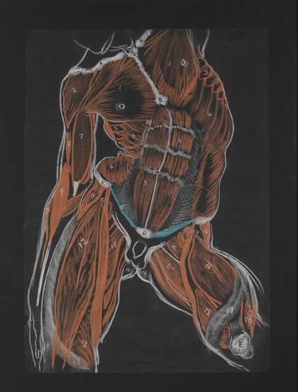 William Orpen Anatomical Study, Male Torso 1906 