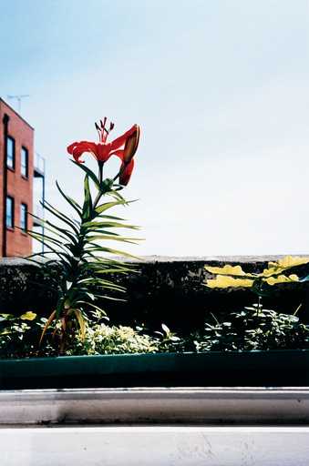 Wolfgang Tillmans Lily & Oak 1999 Photograph