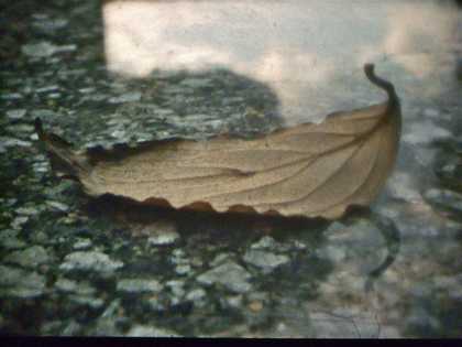 Ute Aurand, Young Pines, 2011, film still Courtesy the artist