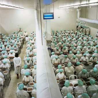 Yto Barrada Prawn processing plant in the Free Trade Zone Tangier 1998 photograph of a room of factory workers wearing green caps and white overalls 